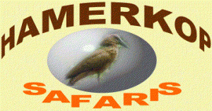 Your No.1 Tour Operator Hamerkop Safaris