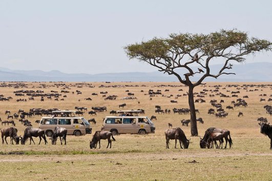 Kenya Safaris